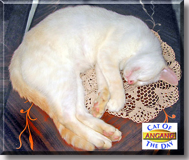 Angang, the Cat of the Day