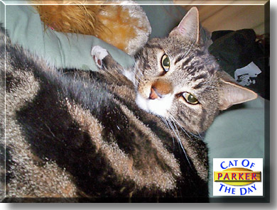 Parker, the Cat of the Day