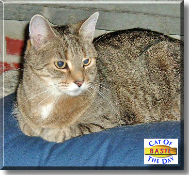 Basil, the Cat of the Day