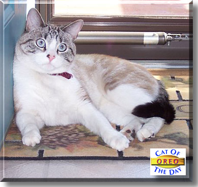 Oreo, the Cat of the Day