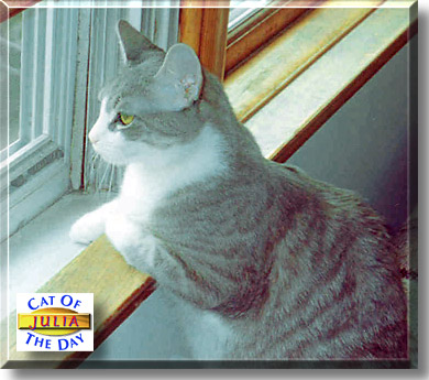 Julia, the Cat of the Day