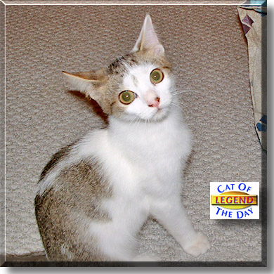 Legend, the Cat of the Day