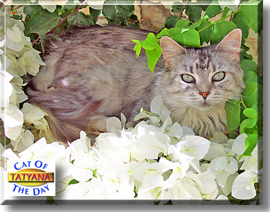 Tatyana, the Cat of the Day