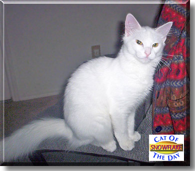 Snowball, the Cat of the Day