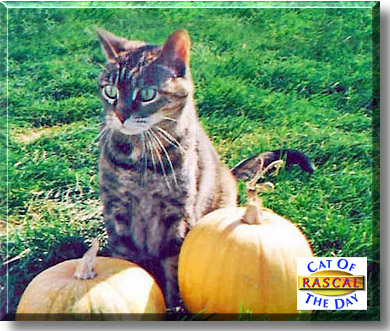 Rascal, the Cat of the Day