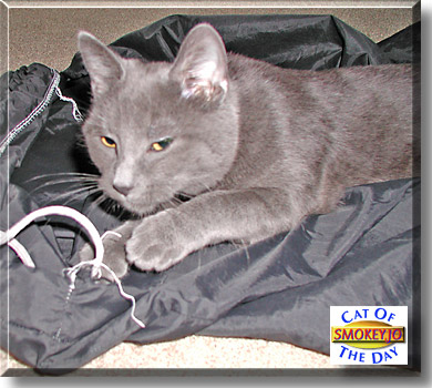 Smokey Jo, the Cat of the Day