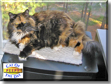 Peepy, the Cat of the Day