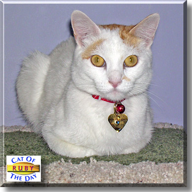 Ruby, the Cat of the Day
