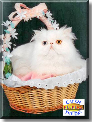 Peepers, the Cat of the Day
