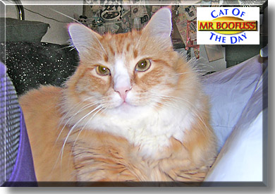 Mr Boofuss, the Cat of the Day