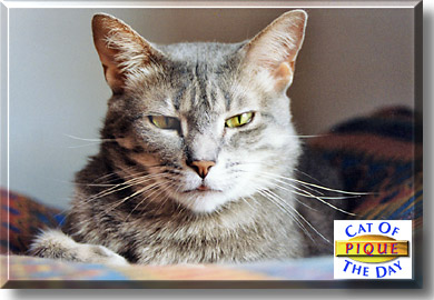 Pique, the Cat of the Day