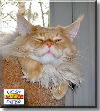 Barclay, the Cat of the Day