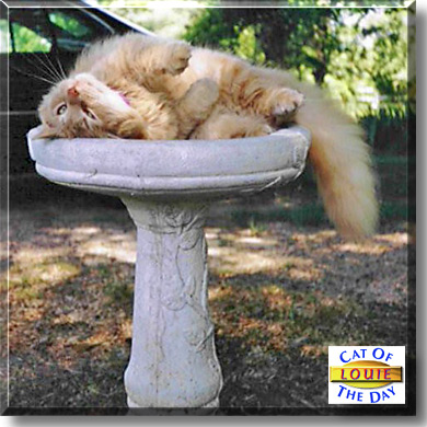 Louie, the Cat of the Day