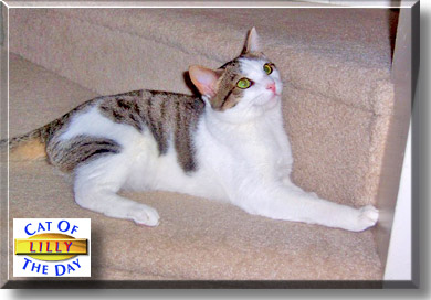 Lilly, the Cat of the Day