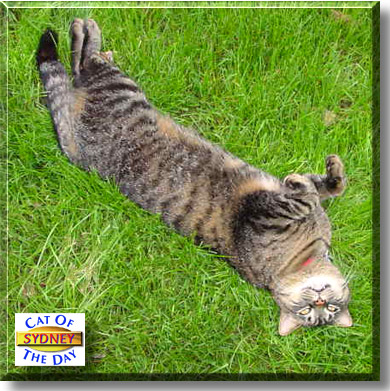 Sydney, the Cat of the Day