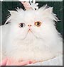 Peepers