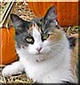 Heidi