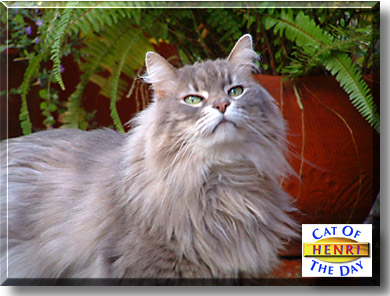 Henri, the Cat of the Day