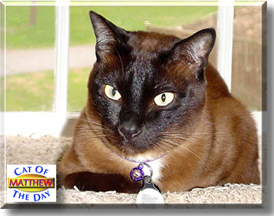 Matthew, the Cat of the Day