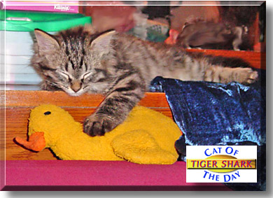 Tiger Shark, the Cat of the Day