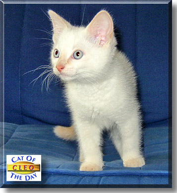 Cleo, the Cat of the Day