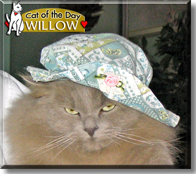 Willow, the Cat of the Day