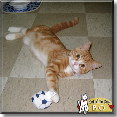 Bo, the Cat of the Day