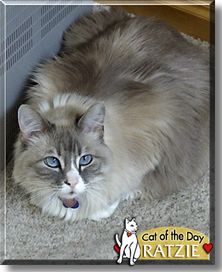 Ratzie, the Cat of the Day