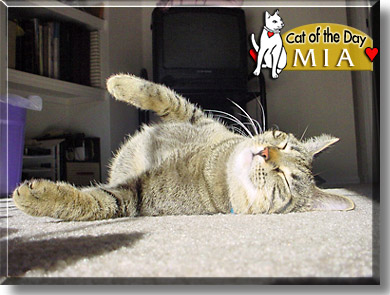 Mia, the Cat of the Day