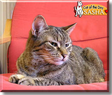 Sasha, the Cat of the Day