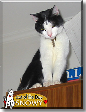 Snowy, the Cat of the Day