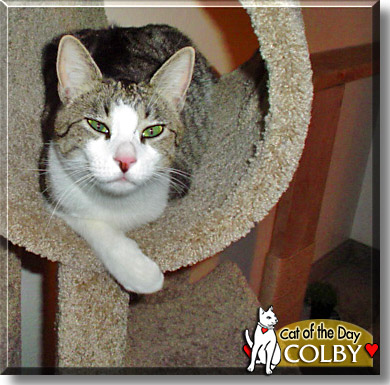 Colby, the Cat of the Day