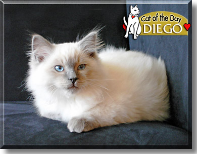 Diego, the Cat of the Day