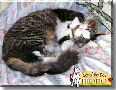 Frodo, the Cat of the Day