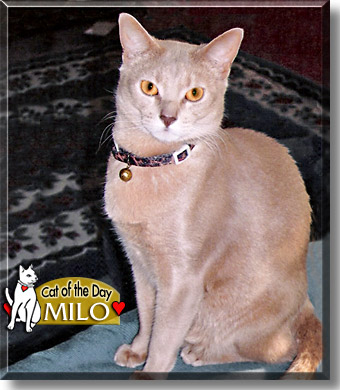 Milo, the Cat of the Day