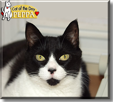 Peppa, the Cat of the Day