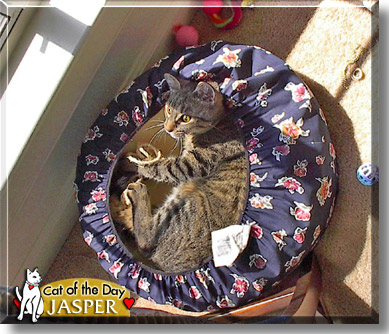 Jasper, the Cat of the Day