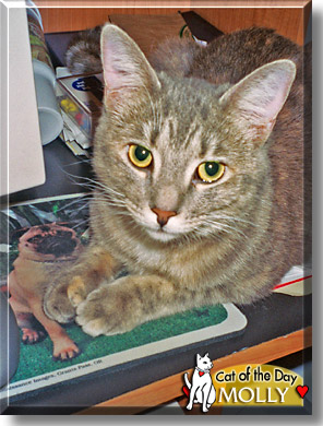 Molly, the Cat of the Day