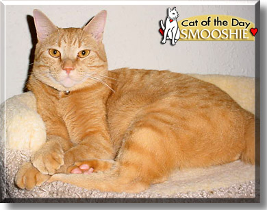 Smooshie, the Cat of the Day