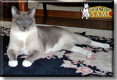 Sami, the Cat of the Day