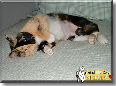 Shelly, the Cat of the Day