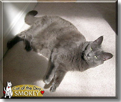 Smokey, the Cat of the Day