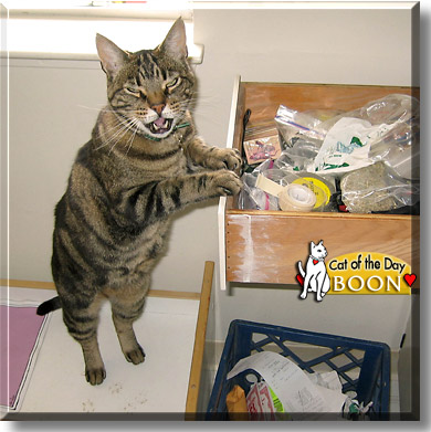 Boon, the Cat of the Day