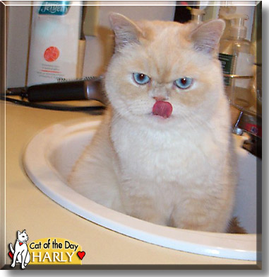 Harly, the Cat of the Day