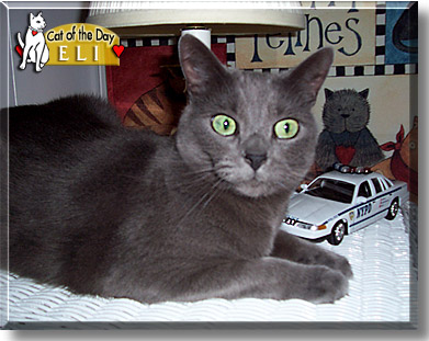 Eli, the Cat of the Day
