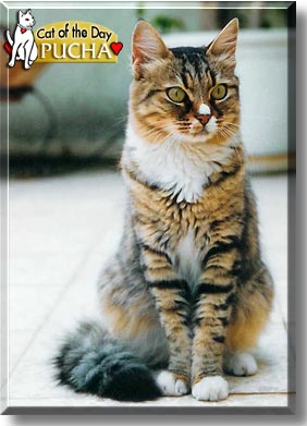 Pucha, the Cat of the Day