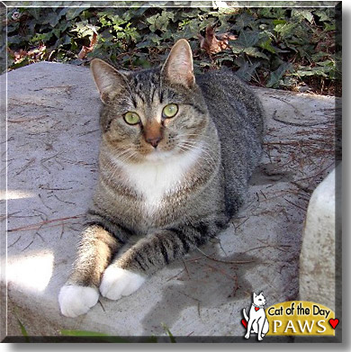 Paws, the Cat of the Day