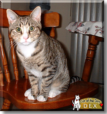 Dex, the Cat of the Day