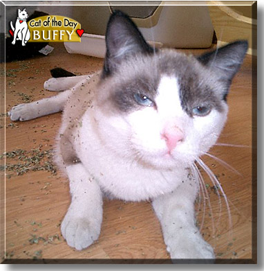 Buffy, the Cat of the Day