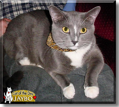 Jaybo, the Cat of the Day